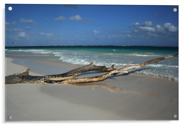 Tree on a beach, Carribean sea, Tulum, Mexico Acrylic by Larisa Siverina