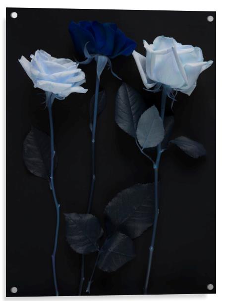 Blue rose bouquet Acrylic by Larisa Siverina