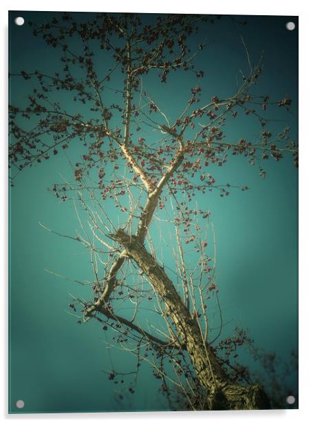 Tree on blue sky background Acrylic by Larisa Siverina