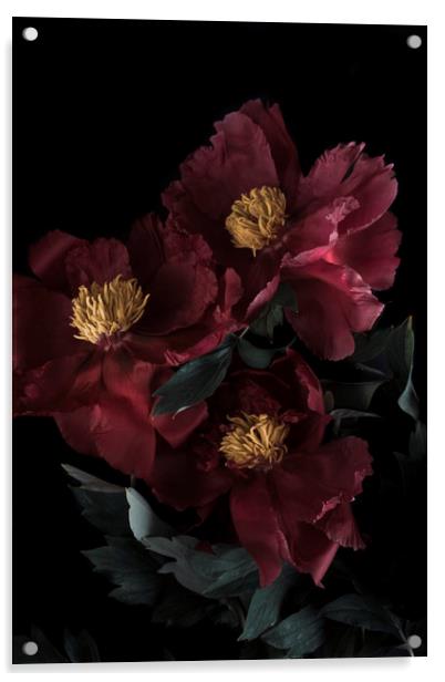 red flower peony macro bokeh background   Acrylic by Larisa Siverina