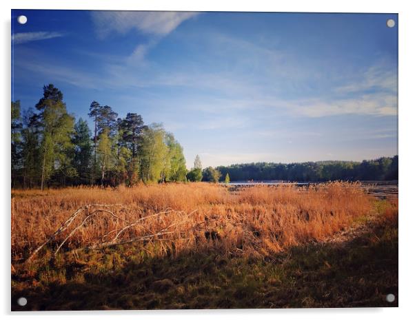 Yellow reeds on the lake Uvildy Acrylic by Larisa Siverina