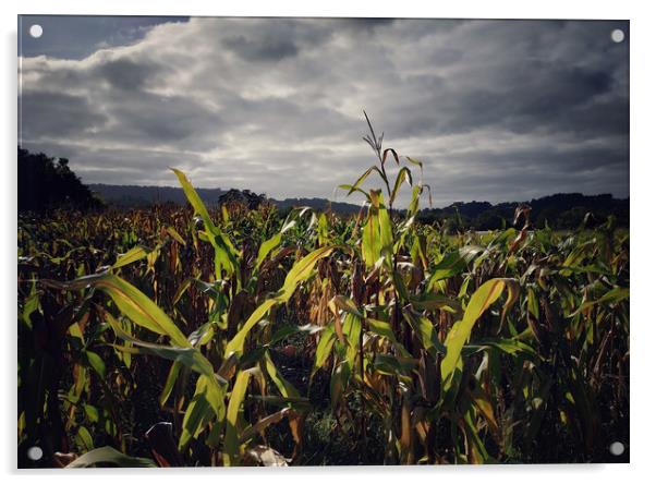 Corn field Acrylic by Larisa Siverina