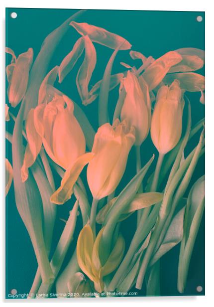Pink tulips Acrylic by Larisa Siverina