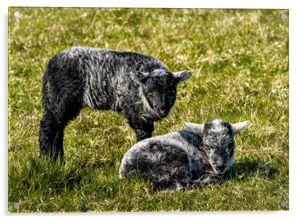 Herdwick Sheep - Twin Lambs. Acrylic by Colin Allen