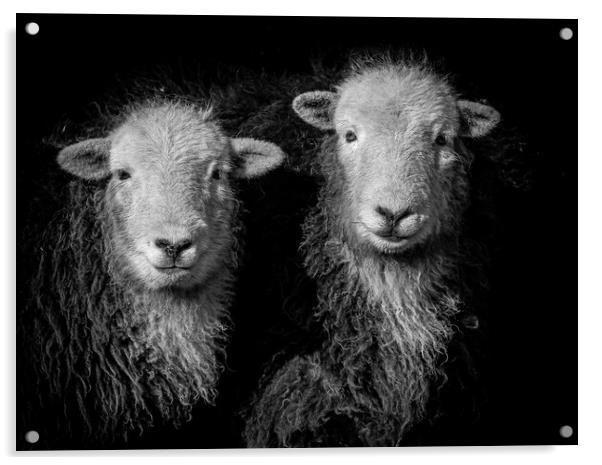 Herdwick Sheep -Monochrome. Acrylic by Colin Allen