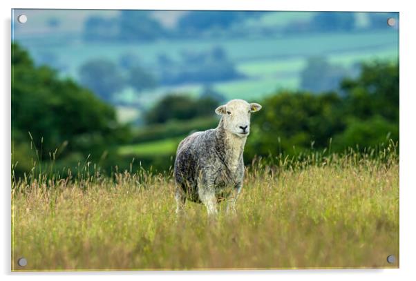 Herdwick Sheep - Portrait. Acrylic by Colin Allen