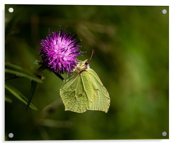 Brimstone Buttefly Acrylic by Colin Allen
