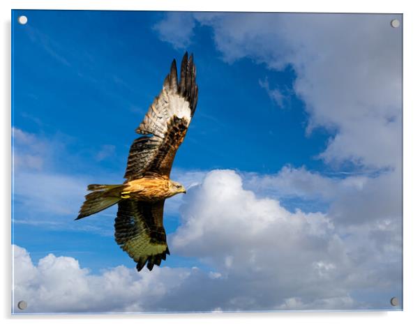 Majestic Red Kite Soaring through the Skies Acrylic by Colin Allen