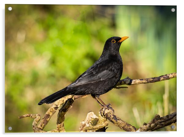 Blackbird Acrylic by Colin Allen