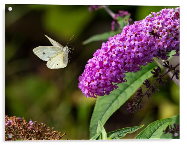 Small White Butterfly in Flight. Acrylic by Colin Allen