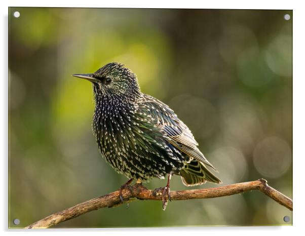 Starling Acrylic by Colin Allen