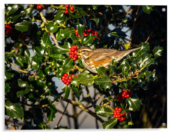 Redwing Enjoying Holly Berries. Acrylic by Colin Allen