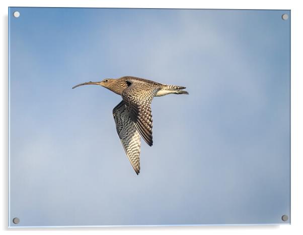 Curlew in Flight. Acrylic by Colin Allen