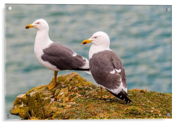 A Pair of Lesser Black Backed Gulls Acrylic by Colin Allen
