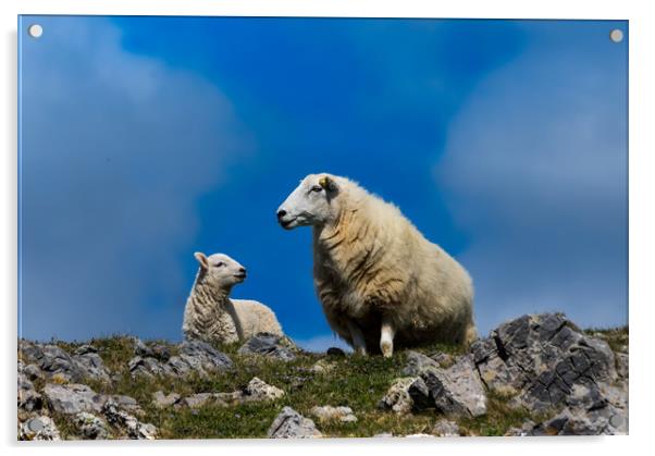 Sheep - Mother and Baby Lamb. Acrylic by Colin Allen