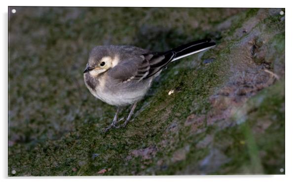  Young  Pied Wagtail Acrylic by Colin Allen
