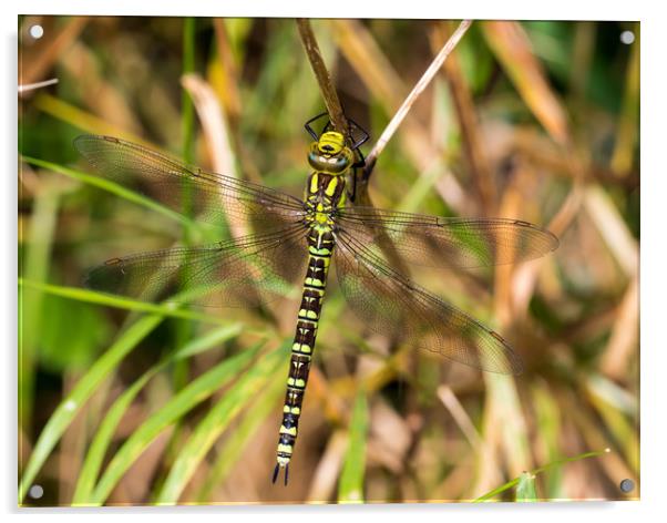 Southern Hawker Dragonfly Acrylic by Colin Allen
