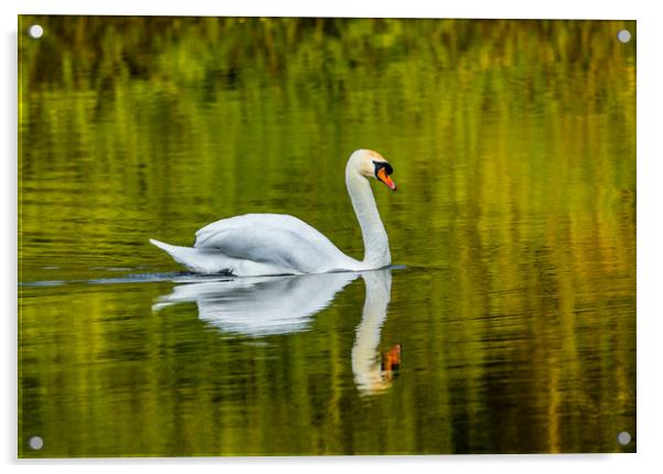 The Swan and Reflections at Bosherston Ponds. Acrylic by Colin Allen