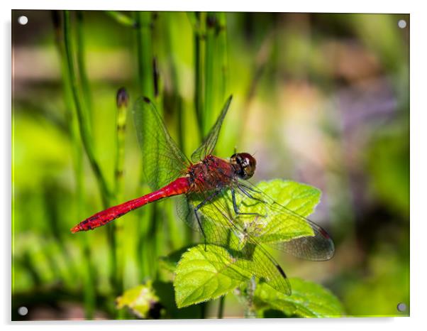 Ruddy Darter - Dragonfly. Acrylic by Colin Allen