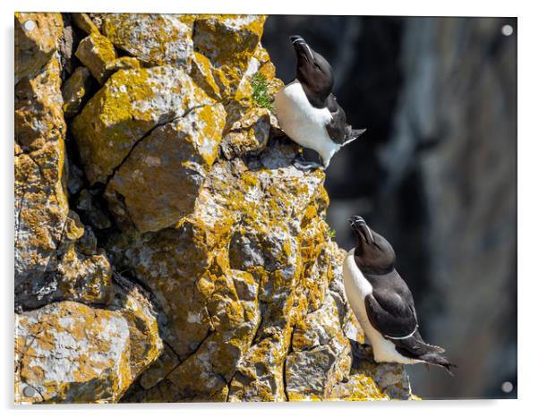 Razorbills at Stack Rocks in Pembrokeshire, Wales. Acrylic by Colin Allen