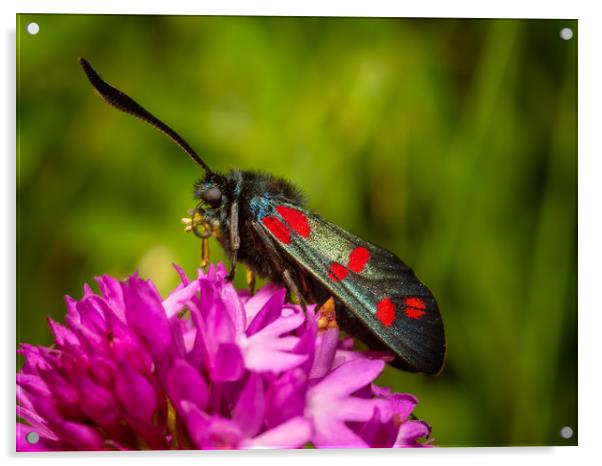 Six-Spot Burnet Moth. Acrylic by Colin Allen