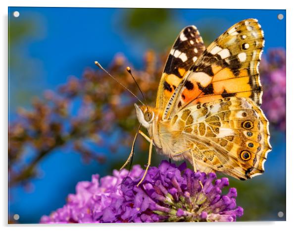 Painted Lady Butterfly. Acrylic by Colin Allen