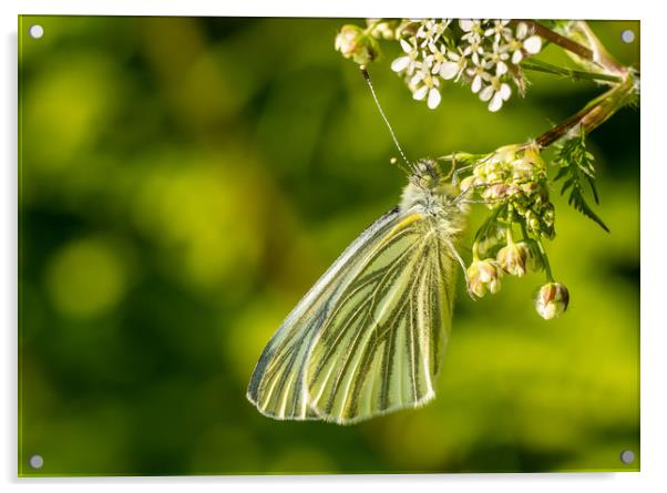 Green-Veined White Butterfly, Carmarthenshire. Acrylic by Colin Allen