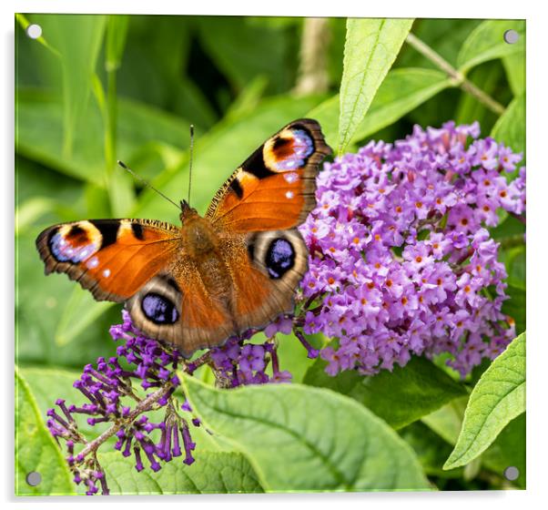 Peacock Butterfly on Buddleia Flower. Acrylic by Colin Allen