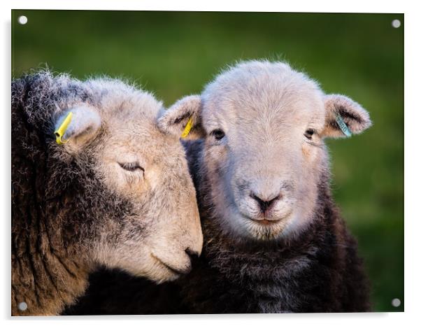Herdwick Sheep. Acrylic by Colin Allen