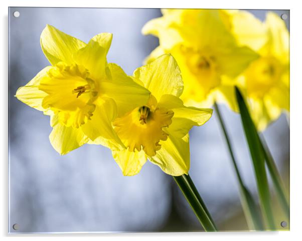 Daffodils Acrylic by Colin Allen