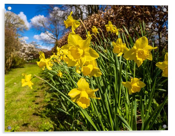 Daffodils in Spring. Acrylic by Colin Allen