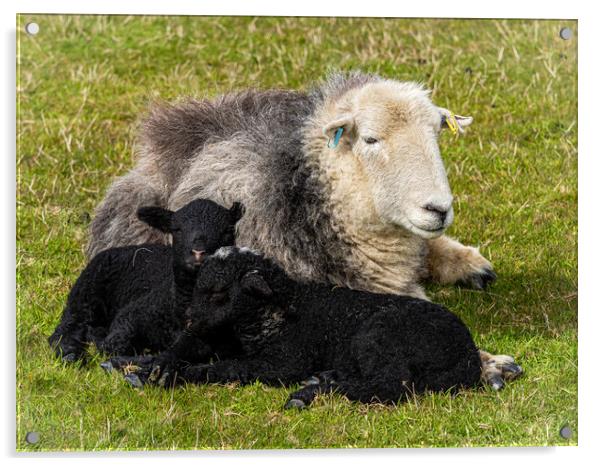 Herdwick Sheep - Mother And Twin Lambs. Acrylic by Colin Allen