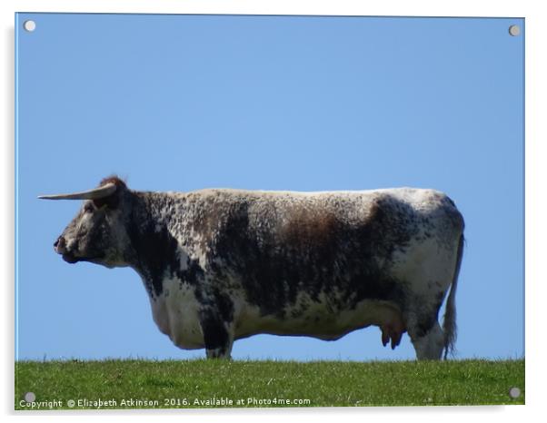                                An udder cow Acrylic by Elizabeth Atkinson