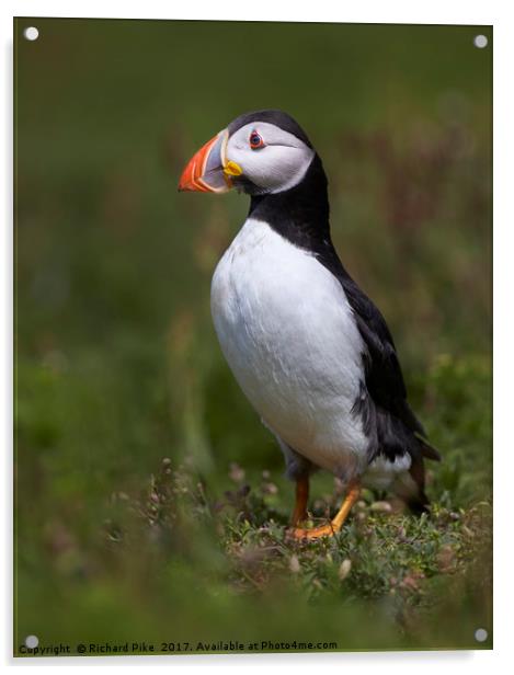 Portrait of a Puffin Acrylic by Richard Pike