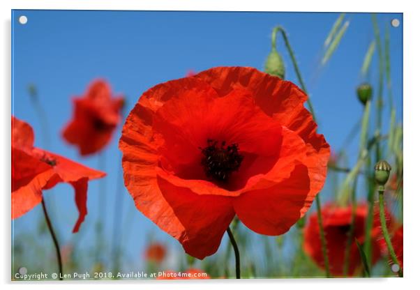 Poppy in a Field Acrylic by Len Pugh