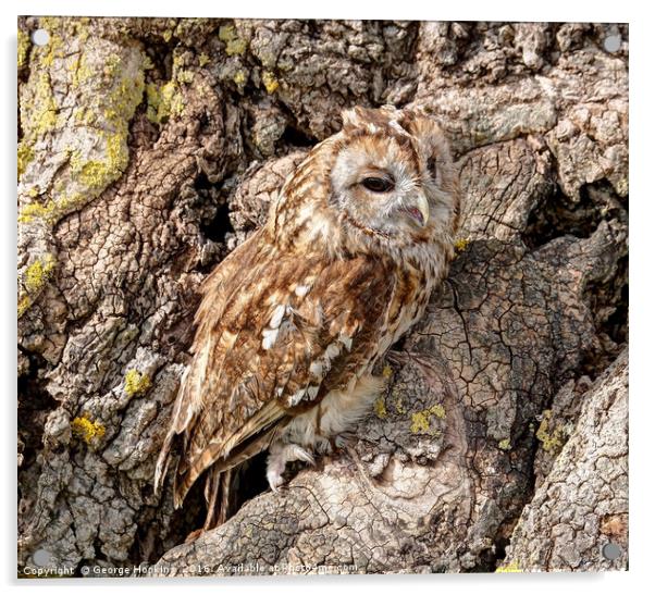 Tawny Owl on Old Oak Tree Acrylic by George Hopkins