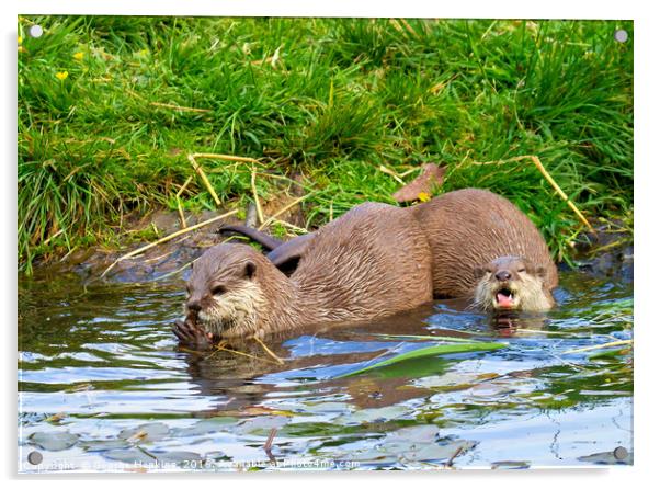 Freshwater Otters in Playful Mood Acrylic by George Hopkins