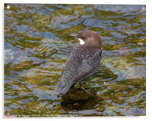 Young Dipper in River Shallows Acrylic by George Hopkins