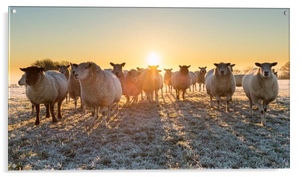 sheep in winter sun Acrylic by mike morley