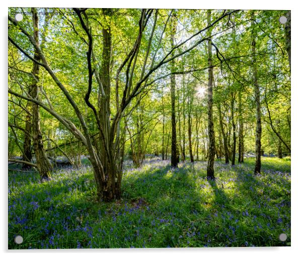 Spring sun bluebells in woods near Knaresborough Acrylic by mike morley