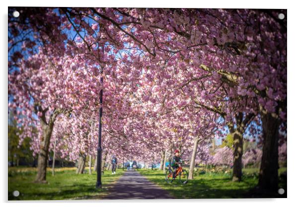 Cherry Blossom on Harrogate Stray Acrylic by mike morley