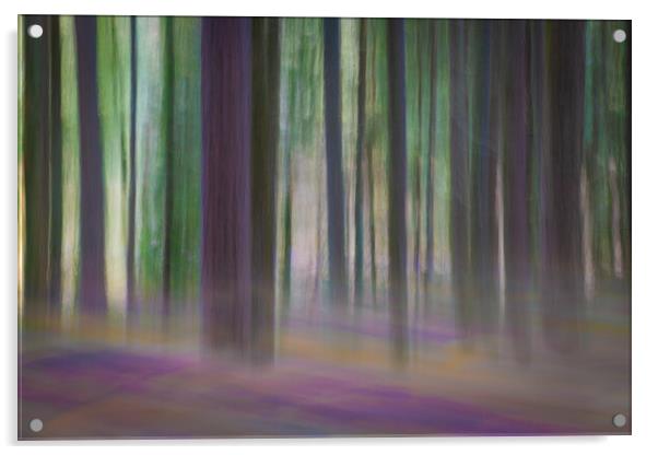 Pine trees in a forest Acrylic by Bryn Morgan
