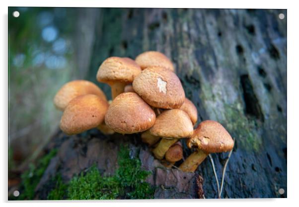 Gymnopilus junonius, Spectacular Rustgill mushroom growing on tree Acrylic by Bryn Morgan