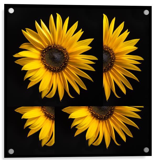 Sunflower Acrylic by Bryn Morgan