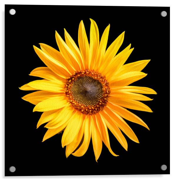 Single sunflower Acrylic by Bryn Morgan