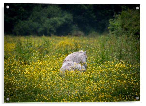 White horse amongst the buttercups. Acrylic by Bryn Morgan