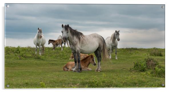 Wild horses at Cefn Bryn on the Gower Peninsula. Acrylic by Bryn Morgan