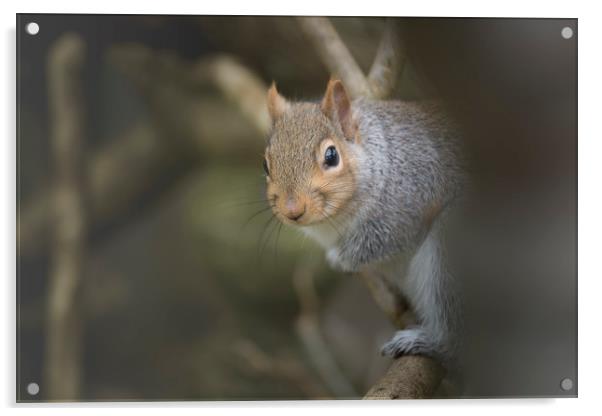 Grey squirrel. Acrylic by Bryn Morgan