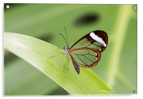 Glasswing butterfly - Greta oto. Acrylic by Bryn Morgan