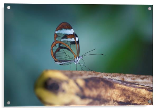 Glasswing butterfly - Greta oto. Acrylic by Bryn Morgan